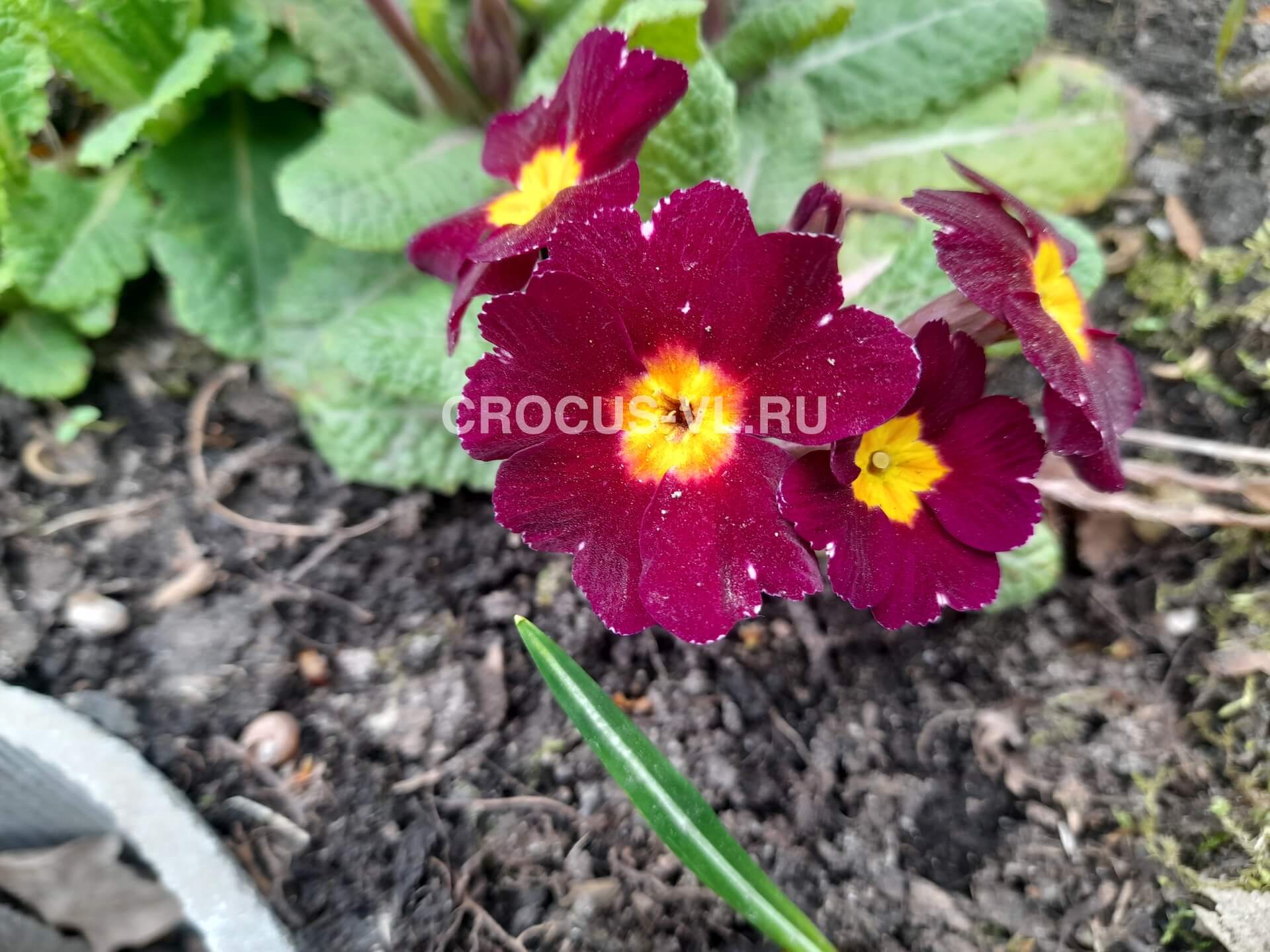 Примула высокая «Duplex»